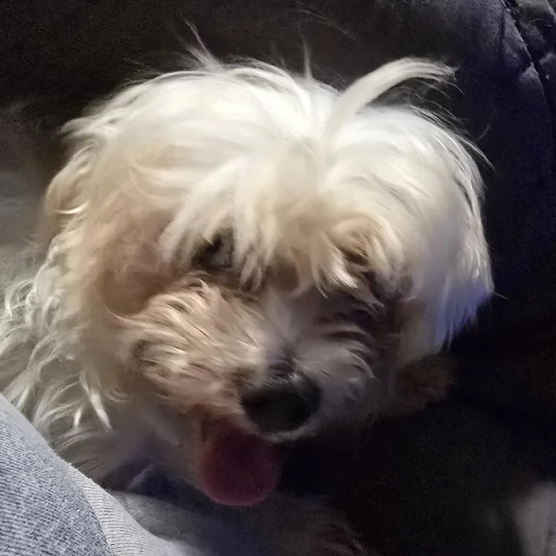 An adult small-sized male White / Cream Maltese dog named Tua for adoption in Normal, IL