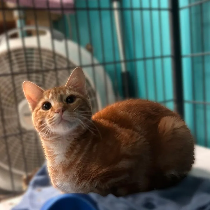 A young small-sized male Orange / Red Domestic Short Hair cat named Tacos N' Rice for adoption in Davenport, IA