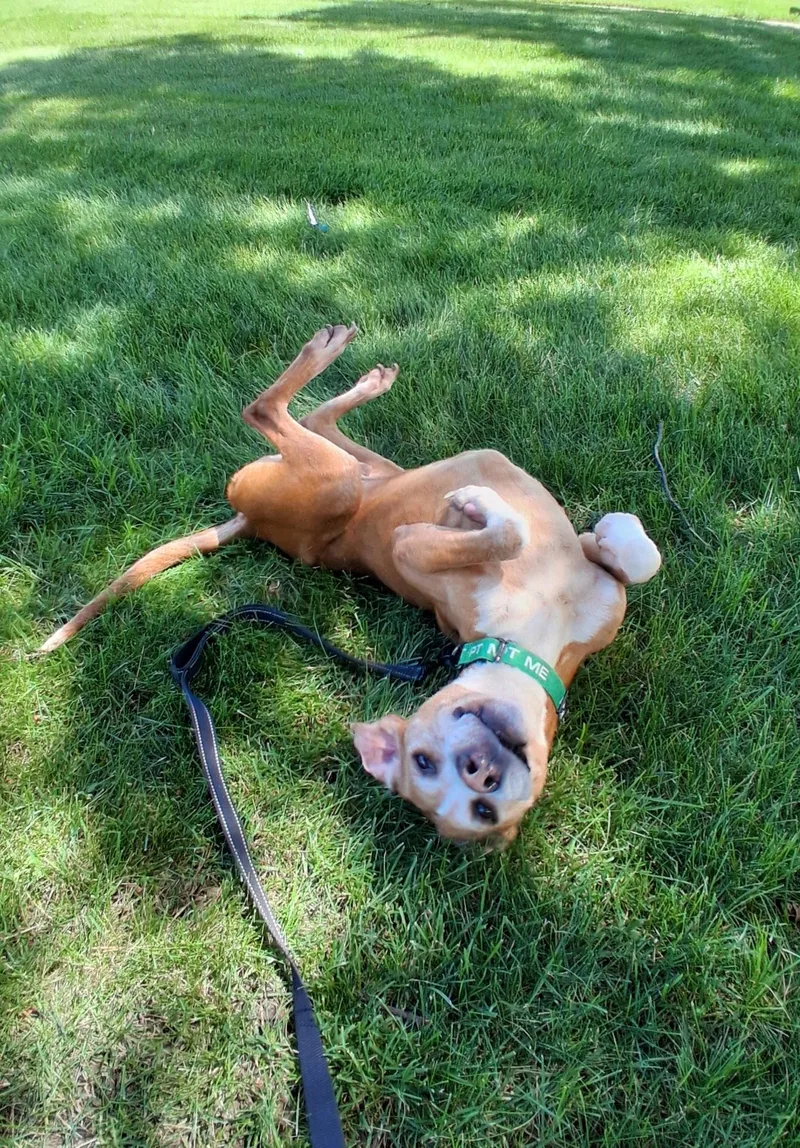 An adult medium-sized male Apricot / Beige Hound dog named Amos for adoption in Elmhurst, IL