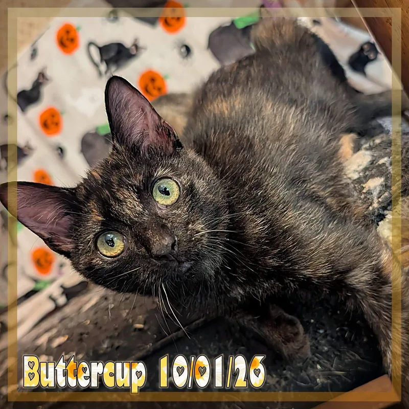 A baby medium-sized female Tortoiseshell Domestic Short Hair cat named Buttercup for adoption in Great Mills, MD
