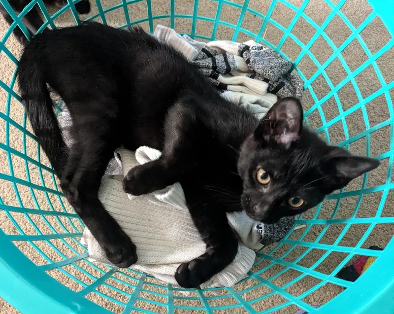 A baby medium-sized male Black Domestic Short Hair cat named Charcoal for adoption in Rochester, NY