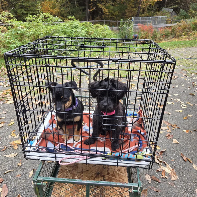 A young small-sized female Black Miniature Poodle dog named Keeley and Becks for adoption in New Portland, ME