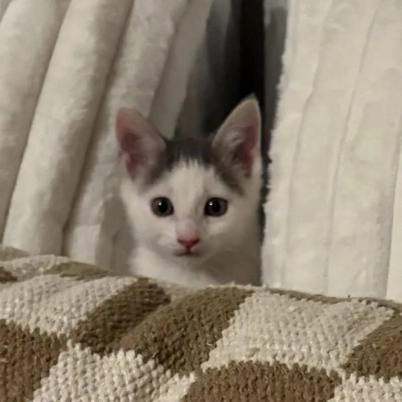 A baby small-sized female Gray / Blue / Silver Domestic Short Hair cat named Mercury for adoption in Mondovi, WI