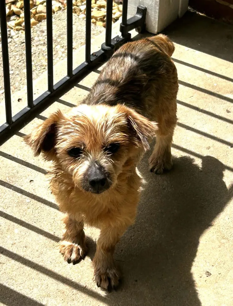 A senior small-sized female Bicolor Yorkshire Terrier dog named Lucy Lou for adoption in Hopkinton, MA
