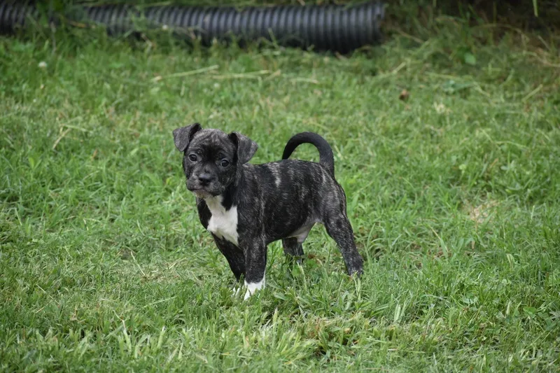 A baby small-sized male Brindle French Bulldog dog named Basil Lacy's Litter for adoption in Potomac, MD