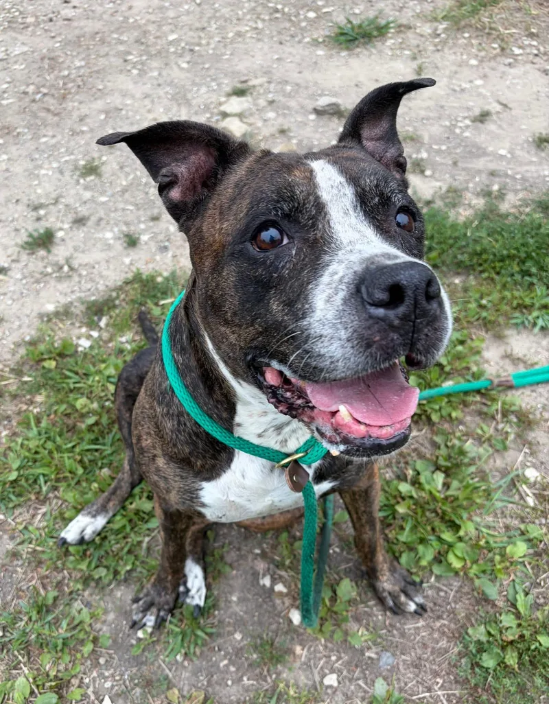 A senior medium-sized female Brindle Pit Bull Terrier dog named Hennessy for adoption in Chicago, IL