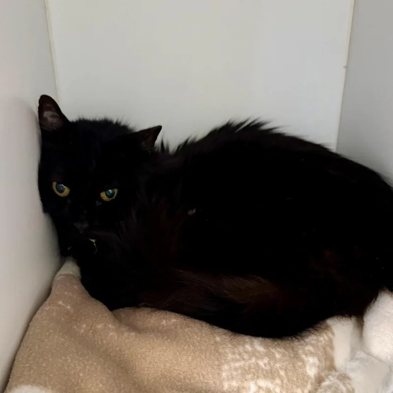 An adult medium-sized female Black Domestic Short Hair cat named Collins for adoption in Kanab, UT