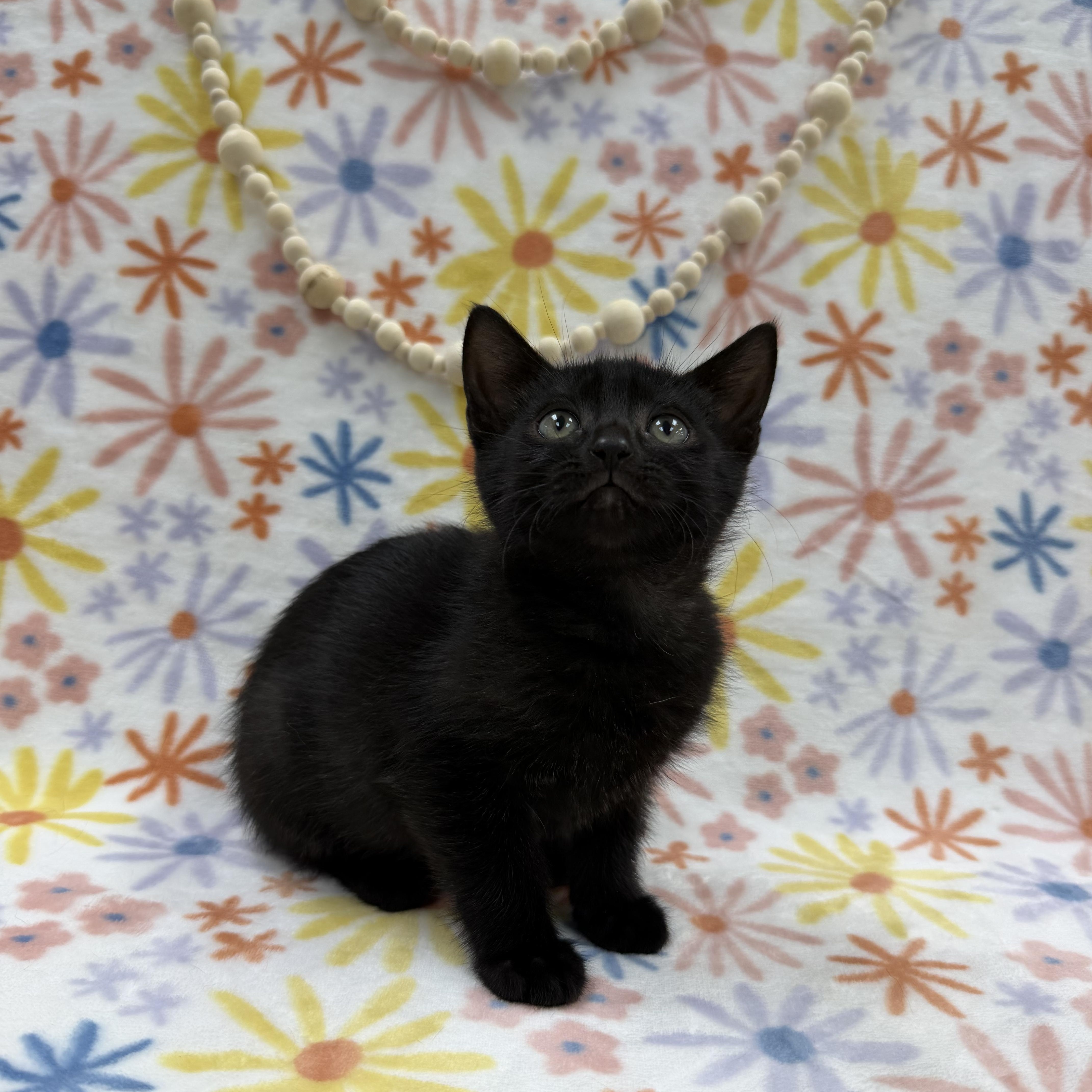 A baby medium-sized female Black Domestic Short Hair cat named Sapling for adoption in Columbus, OH
