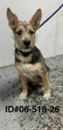 An adult medium-sized female Terrier dog named Havana for adoption in Largo, FL