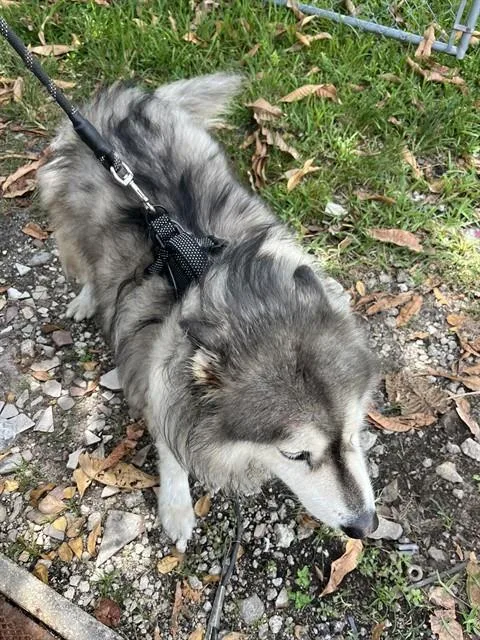An adult large-sized male Siberian Husky dog named Husky for adoption in Miami, FL