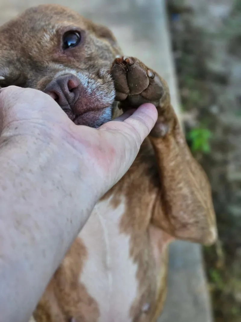 Calista Caligrace thumbnail 2