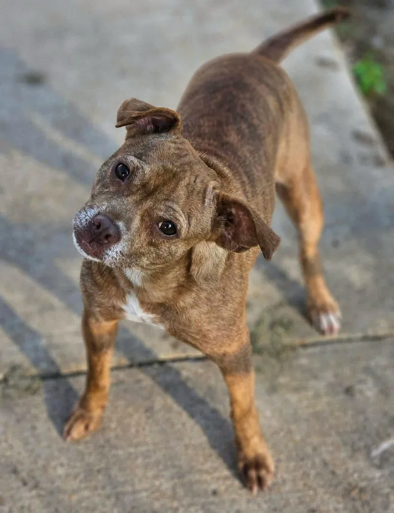 Calista Caligrace thumbnail 3