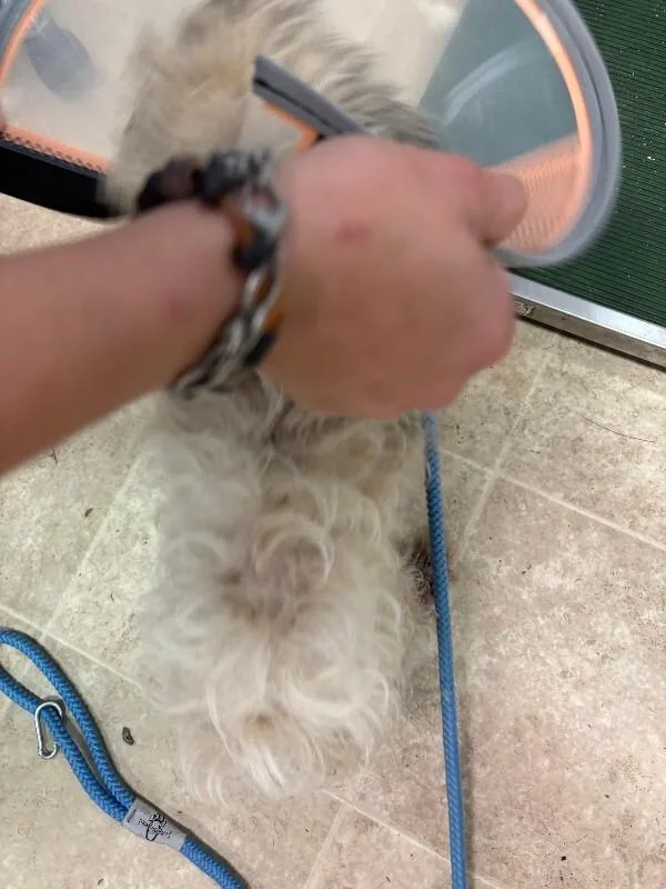 Shiloh thumbnail 2