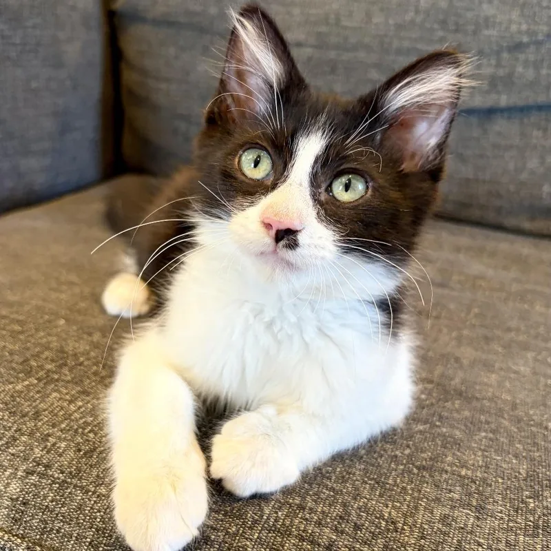 A baby small-sized male Black Domestic Long Hair cat named Black Jack for adoption in Costa Mesa, CA