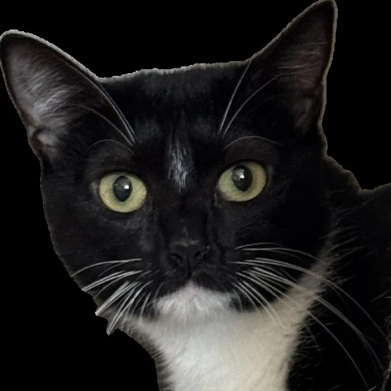 A young medium-sized male Black Domestic Short Hair cat named Bentley for adoption in Salisbury, MA