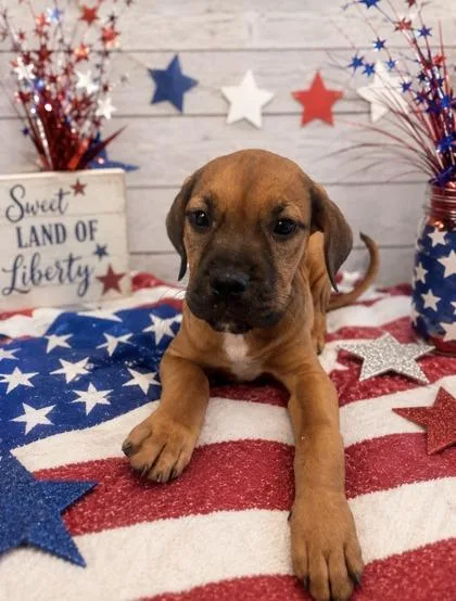 A baby large-sized female Mixed Breed dog named Betsy for adoption in Bloomsburg, PA