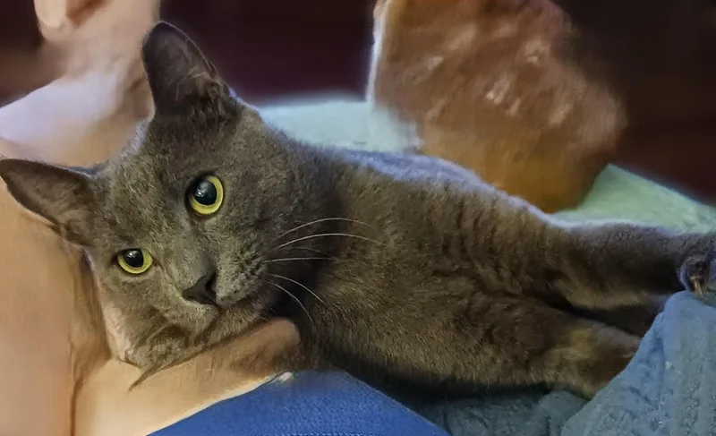 Franklin thumbnail 2