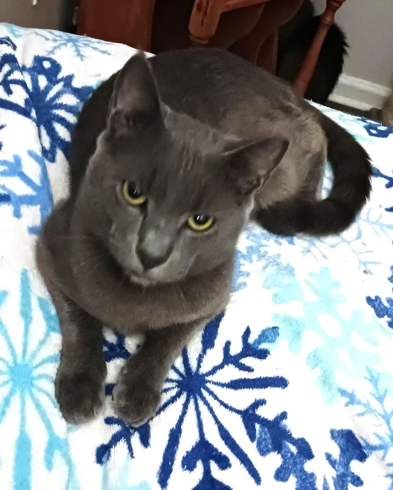 Franklin thumbnail 4