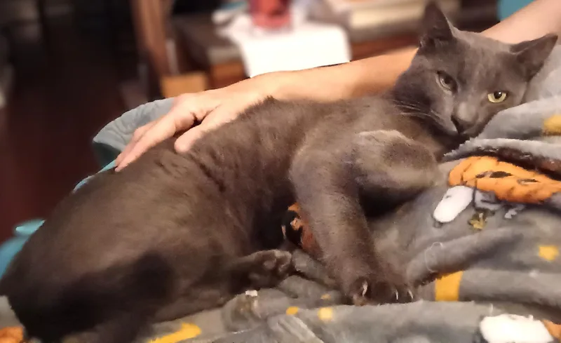 Franklin thumbnail 5