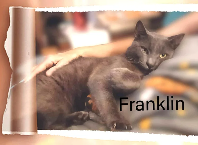 Franklin thumbnail 6