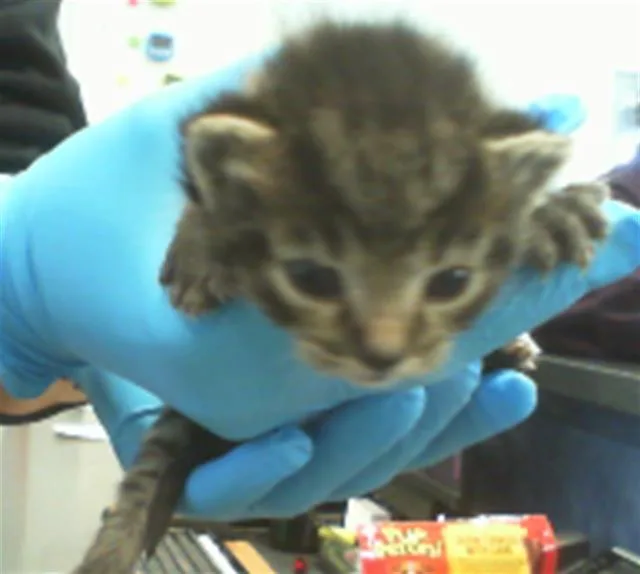 A baby small-sized female Domestic Short Hair cat named Beluga for adoption in Charlotte, NC