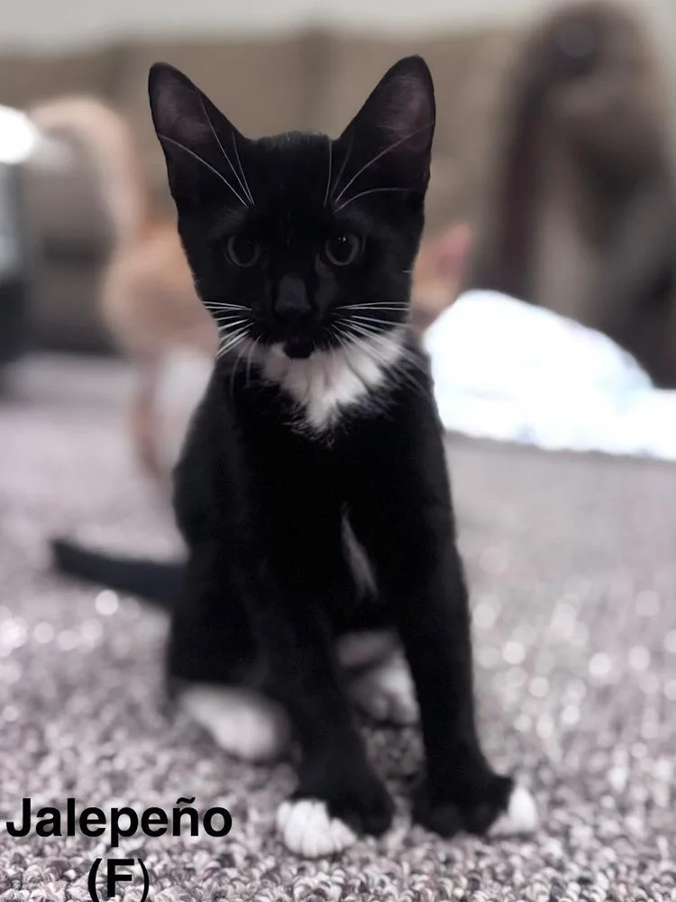 Jalapeno