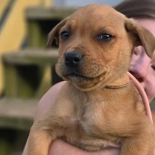 A baby medium-sized male Yellow / Tan / Blond / Fawn Terrier dog named Benny for adoption in Memphis, TN