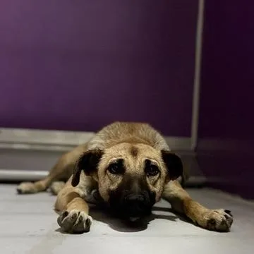 Bambi