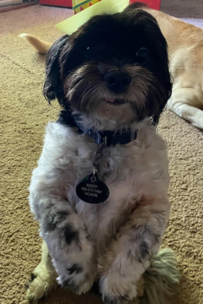 A senior small-sized male Shih Tzu dog named Buddy for adoption in McKinney, TX