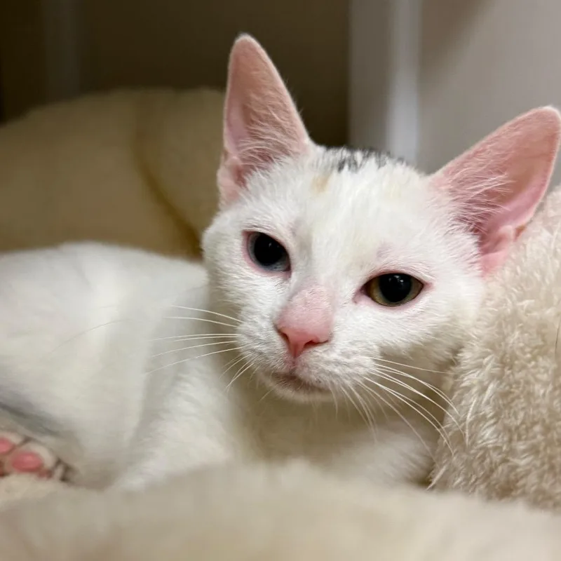 A baby small-sized female Domestic Short Hair cat named Kapono for adoption in Redwood City, CA