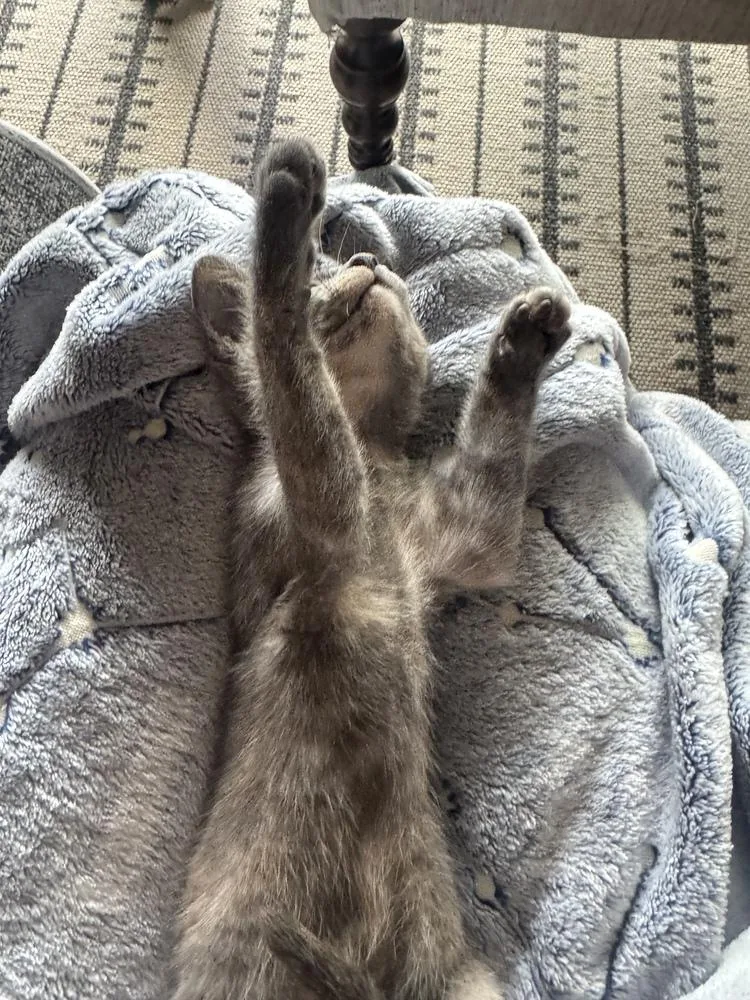 A baby small-sized female Domestic Short Hair cat named Sersey for adoption in Lafayette, CO