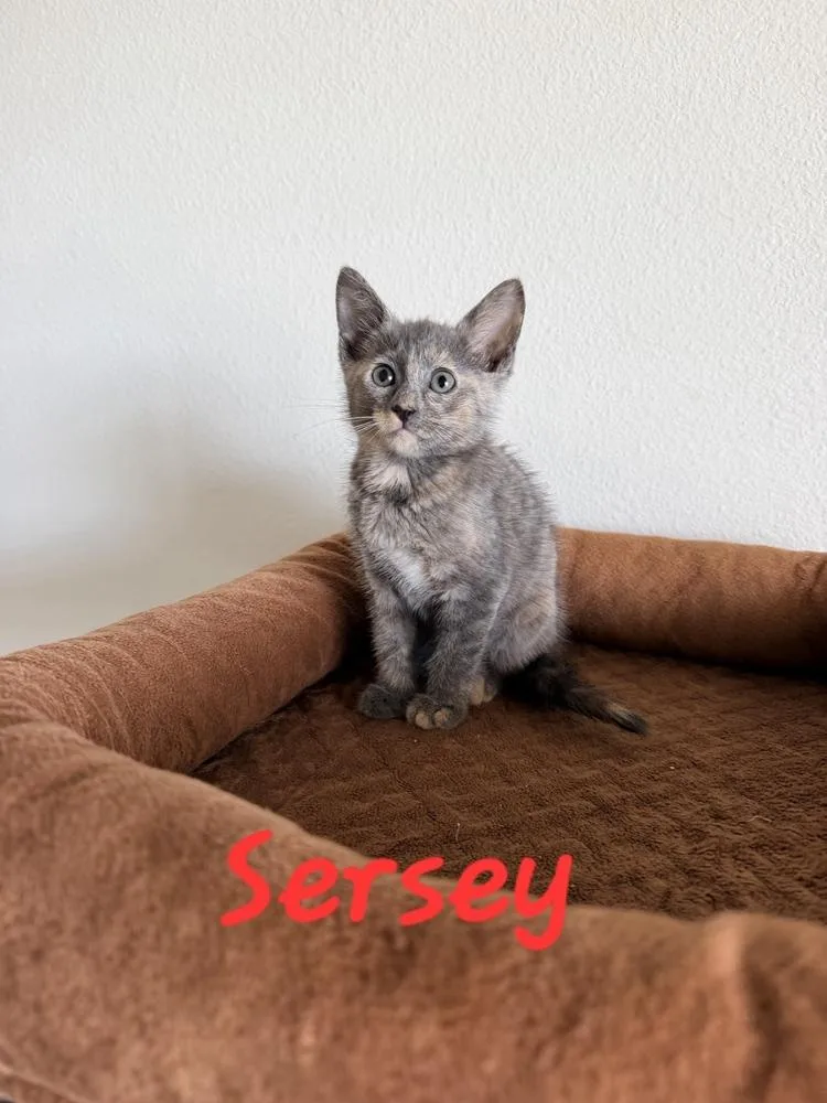 Sersey thumbnail 3