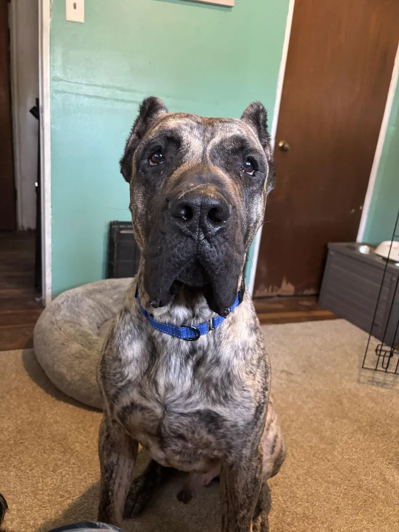 A young medium-sized male Presa Canario dog named Ramsey for adoption in Fenton, MO