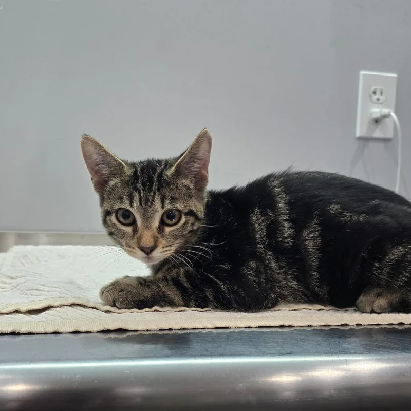 A baby medium-sized female Brown / Chocolate Domestic Short Hair cat named Darcy for adoption in Fairmont, WV