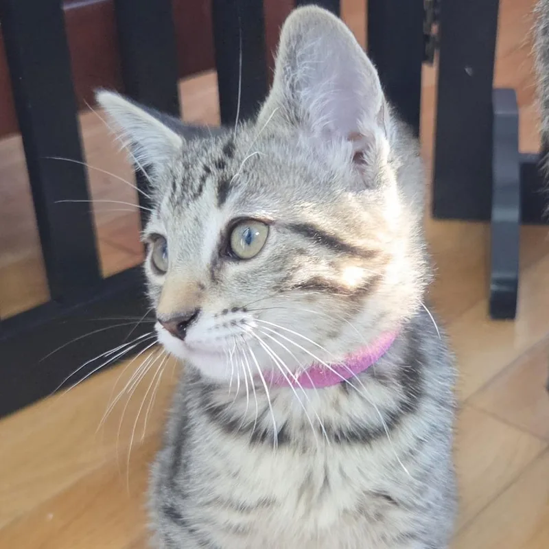 A young medium-sized female Tabby (Brown / Chocolate) Domestic Short Hair cat named Zipper for adoption in Evanston, IL