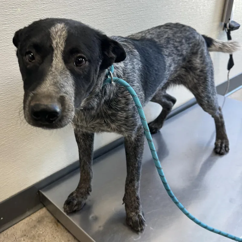 An adult medium-sized male Black Mixed Breed dog named Pancho for adoption in Las Cruces, NM