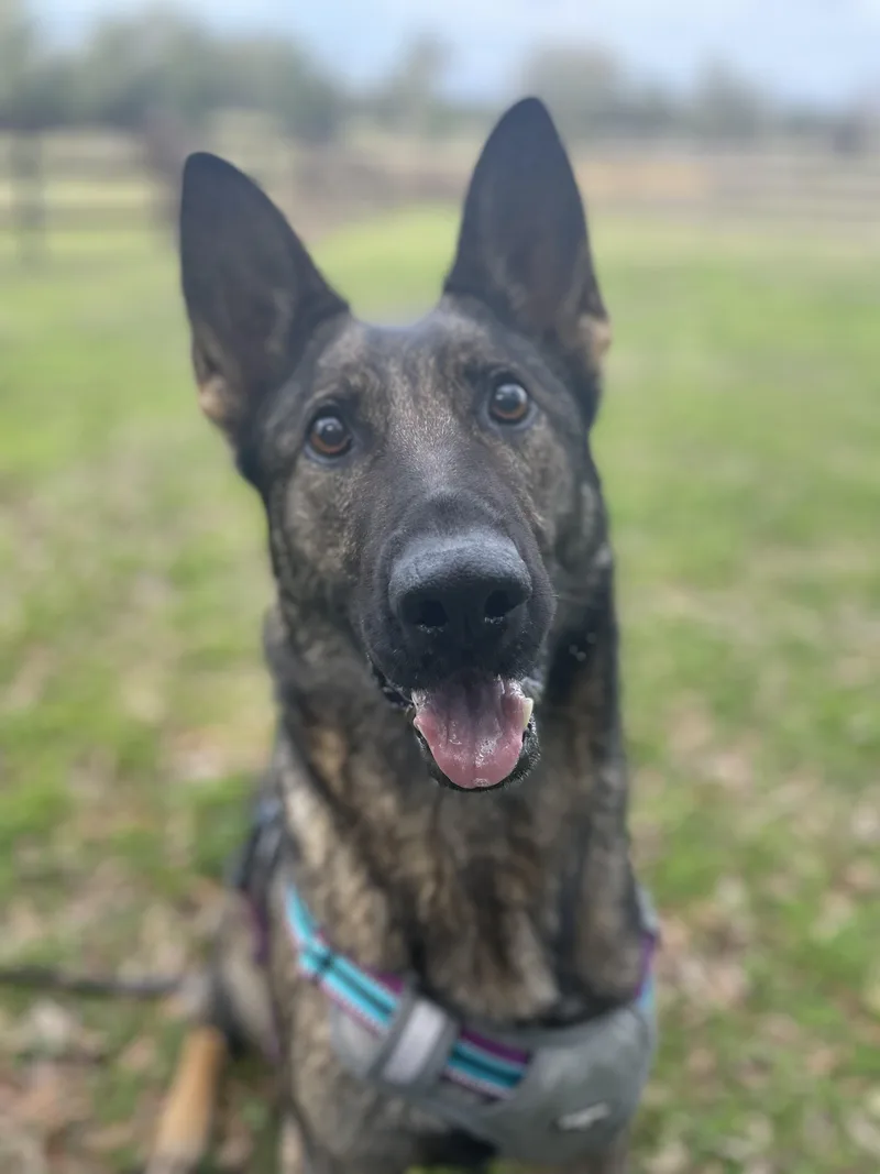 An adult medium-sized female German Shepherd Dog dog named Dolina for adoption in Williston, FL