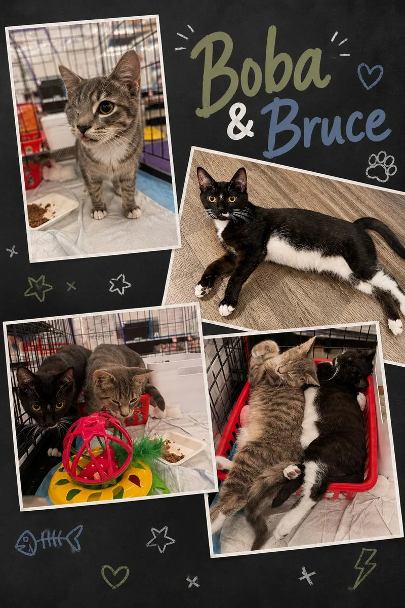A young medium-sized male Domestic Short Hair cat named Boba w Bruce for adoption in Greenville, DE
