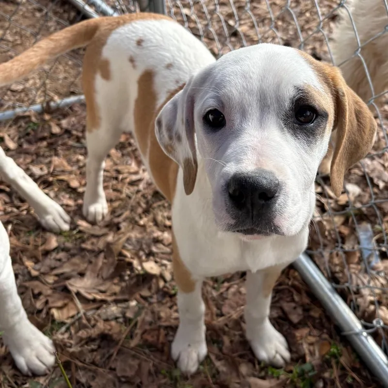 A young medium-sized female White / Cream Boxer dog named Buttercup for adoption in Enfield, NH