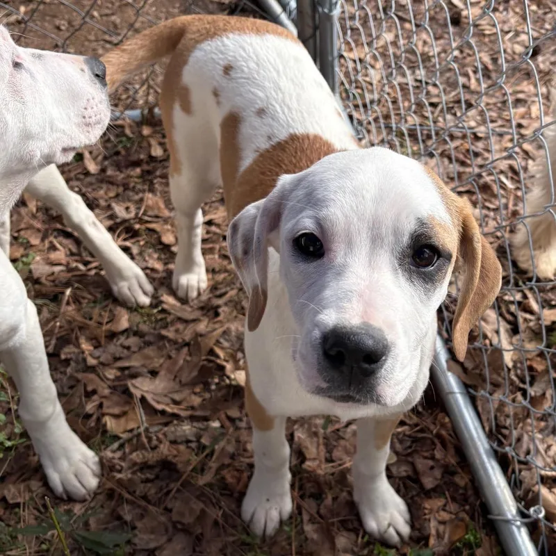 Buttercup thumbnail 2