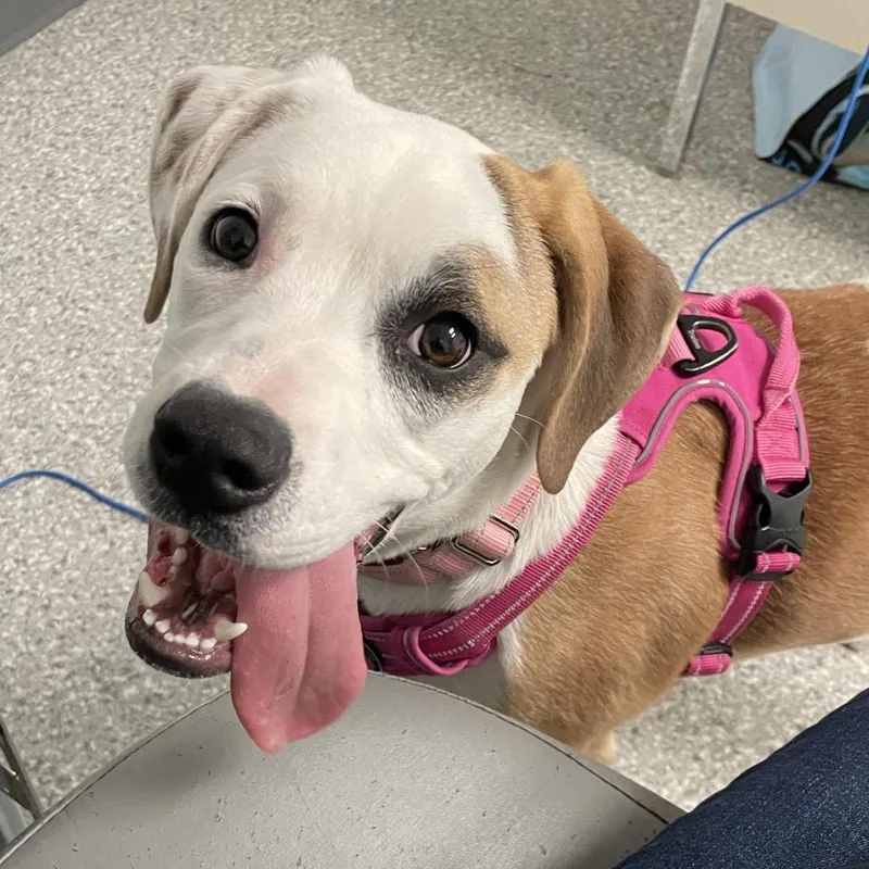 Buttercup thumbnail 3