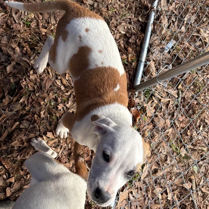 Buttercup thumbnail 4