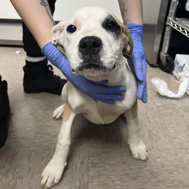 Buttercup thumbnail 6