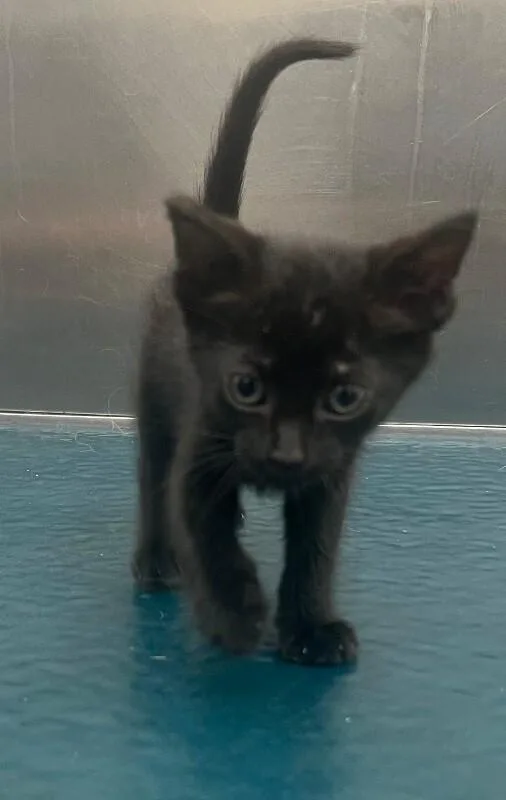 A young medium-sized female Domestic Short Hair cat named Jolene for adoption in Mobile, AL