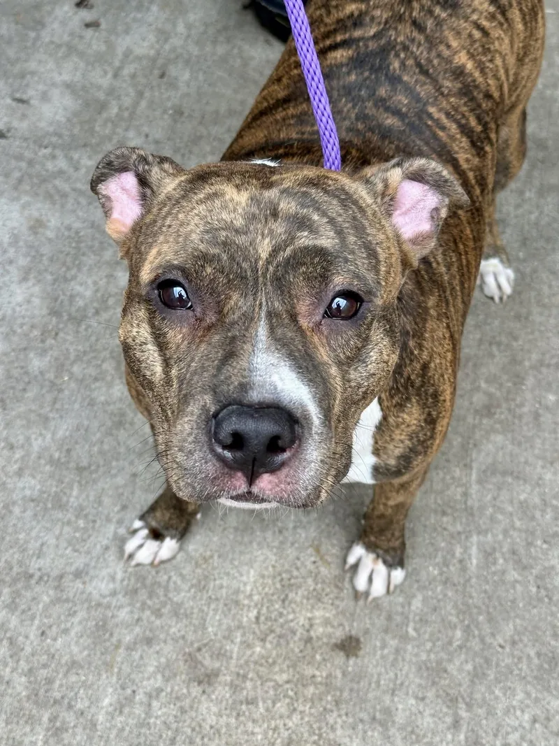 An adult medium-sized female Brindle Pit Bull Terrier dog named Roselle for adoption in Chicago, IL