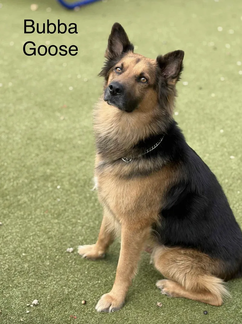Bubba Goose thumbnail 4