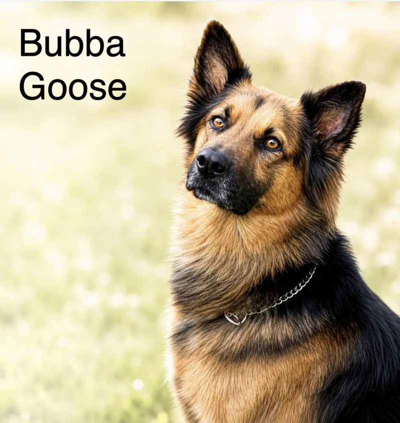 Bubba Goose thumbnail 5