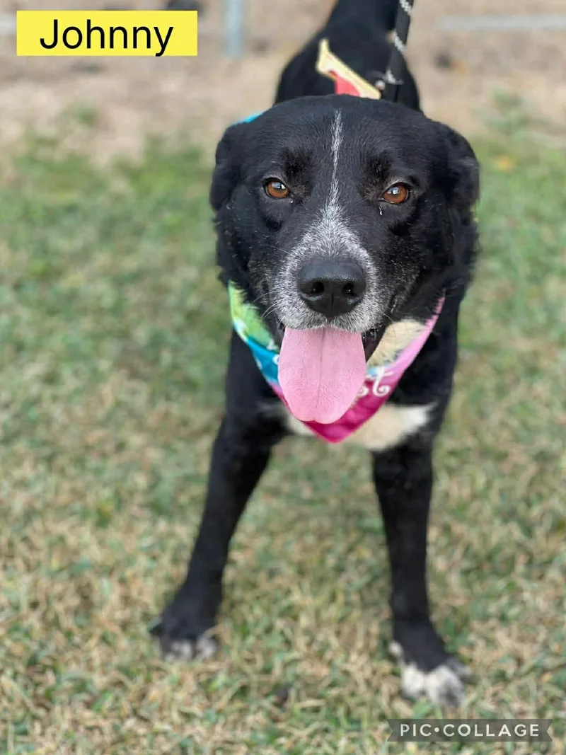 Johnny Your Best Pal thumbnail 2