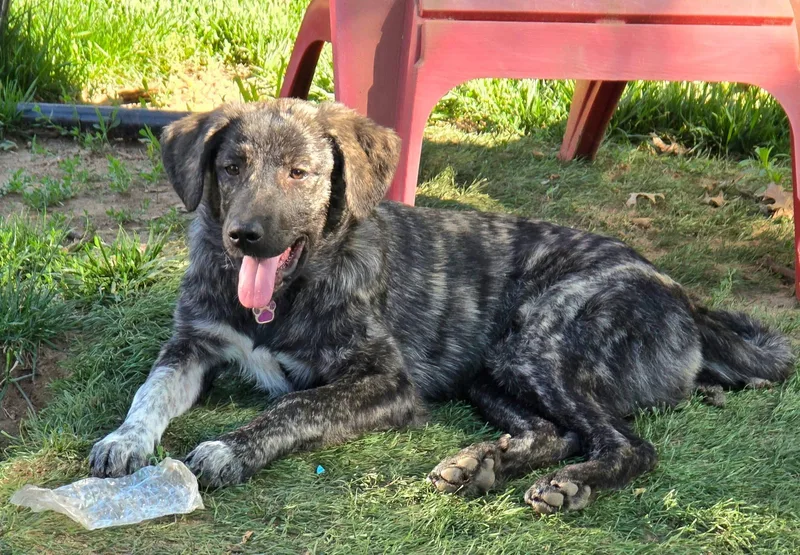Nova