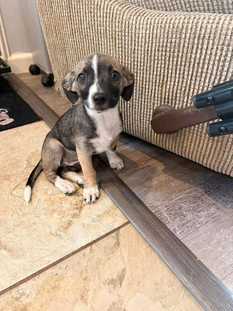 Peppermint Patty thumbnail 2